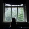 MozartStarling's avatar