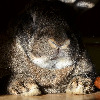 mr-porcupine's avatar