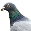 MrRAnts's avatar
