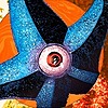 MrStarfishBoy's avatar