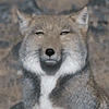 MrTibetanFox's avatar