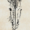 MsCogito's avatar