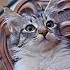 munchkinlou's avatar