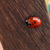 Mushroom-Avnue's avatar