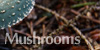 Mushroom-Photography's avatar