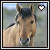Mustanghorses's avatar