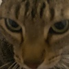 My0Cat0Milo's avatar