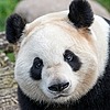 MyPandaMask's avatar
