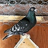 MyPigeons's avatar