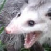 mysterialcereal's avatar