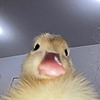 Nandoogus's avatar