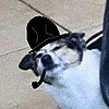 nargacu83's avatar