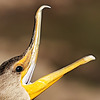 NBWildlife's avatar