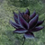 NekoRevolutionist's avatar