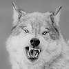 nemeanwolf's avatar