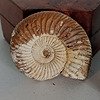 nettleship's avatar