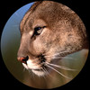 newtonianflow's avatar