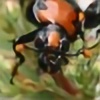 Nicrophorus's avatar