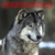night-howler's avatar