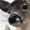 NivuTV's avatar