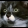 noctiflorous's avatar