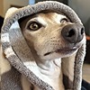 non-greyhound's avatar