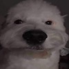 Noname41243's avatar
