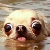 nopetoday's avatar