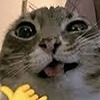 nottellinmyrealname2's avatar