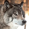 NovaTheWolfOG's avatar