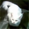 Numberonecat's avatar