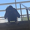 NxotKingBuddy's avatar