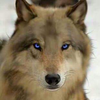 Nxyshadowwolf25's avatar