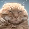 oasisost's avatar
