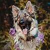 OberonShepherd's avatar