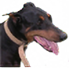OberstSchutzhund's avatar