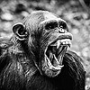 ochimpan's avatar