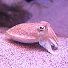 Octasquiddlefish's avatar