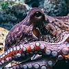 OctopusCyanea's avatar