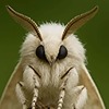 OGBrunoJR's avatar