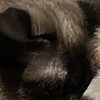 OGGGoobert's avatar