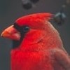 oneredbird's avatar
