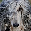 OOFERcuzYes's avatar