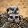 Orange--Meerkat's avatar