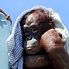 OrangutanEnthusiast's avatar