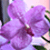 Orchideaa's avatar