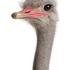 Ostrich81's avatar