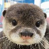 OtterBreath's avatar
