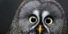 Owl-Appreciation's avatar