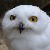 owl-minerva's avatar